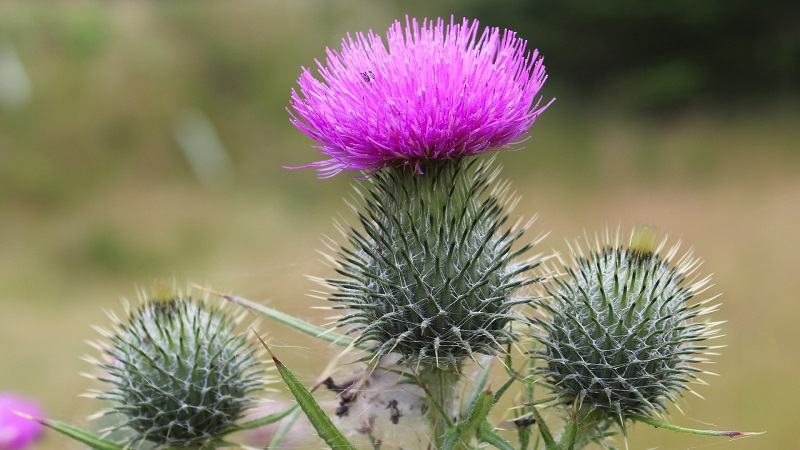Efectele silimarinei asupra corpului tau